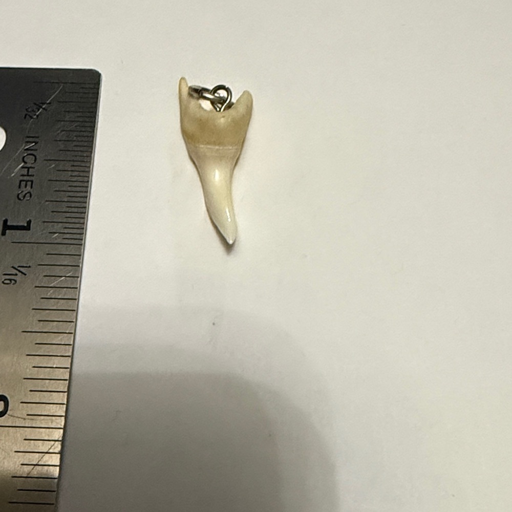 Cream shark tooth Pendant - Picture 2 of 4